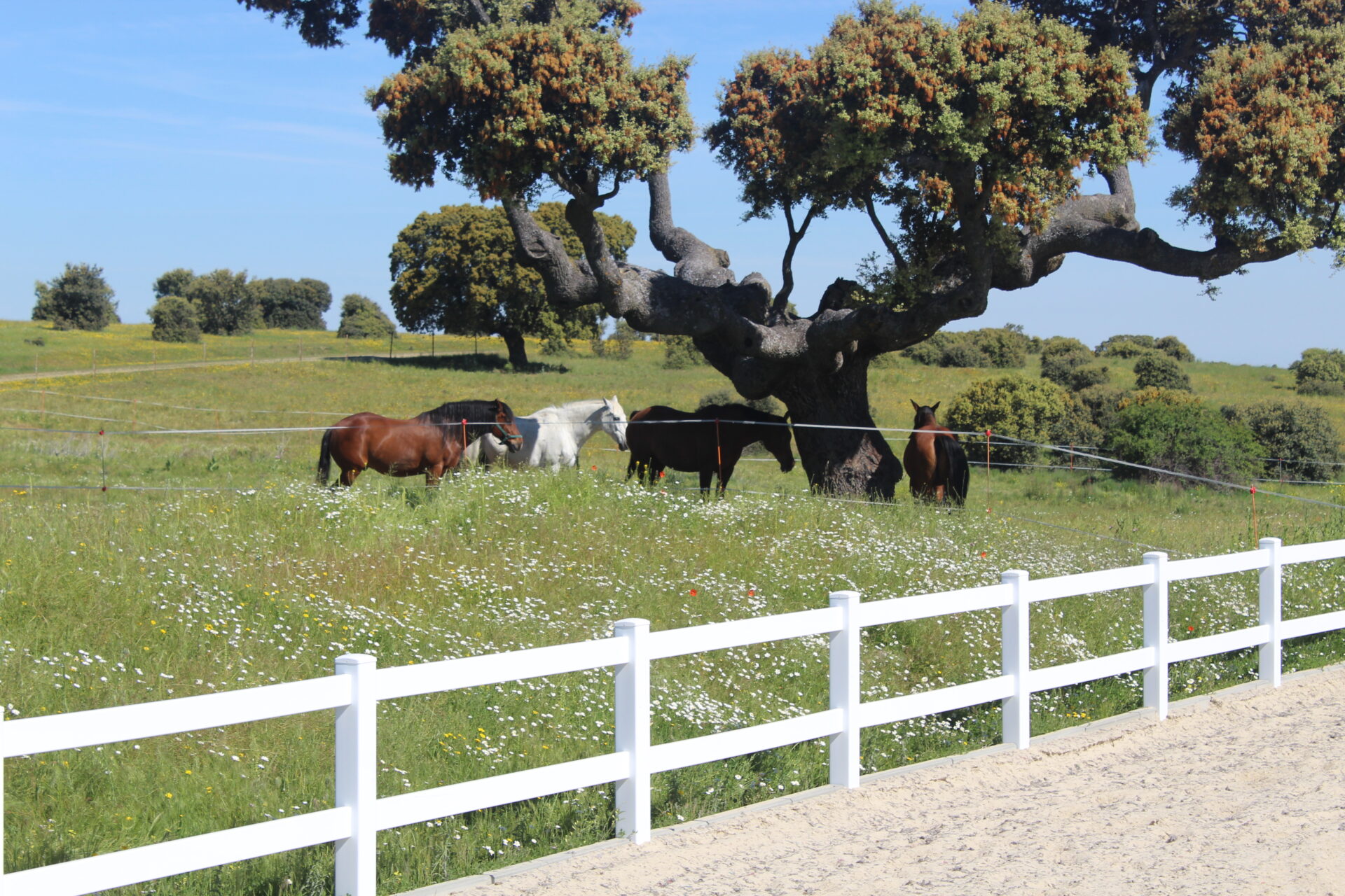 Caballos en libertad